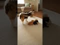 Little puppy barking at kittens… until mom cat arrives! 🐶🐱