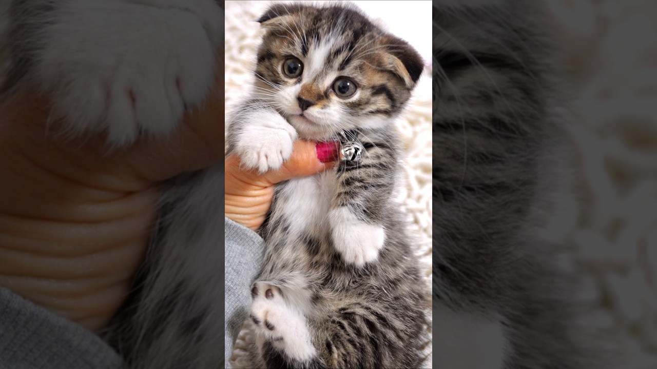 子猫の時のウチの猫たちをご紹介！　#マンチカン #ジェネッタ #短足
