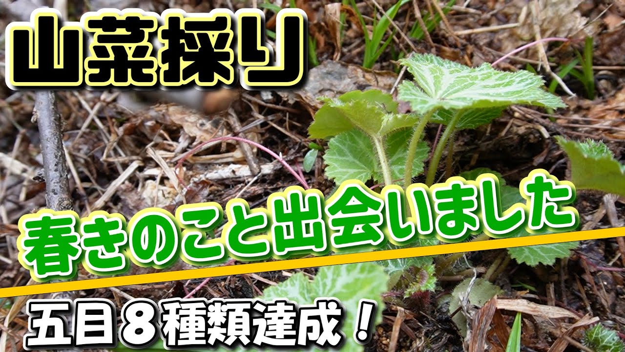 「春の贈り物！山菜とキノコの出会い」激烈急斜面を攻める！