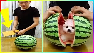 Pomeranian Dog Secretly Eat Watermelon and Was Discovered 🤣🐾 #515
