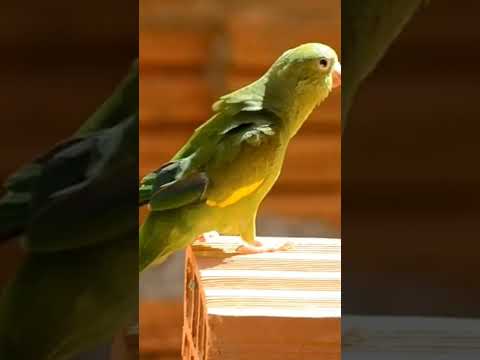 Канареечнокрылый тонкоклювый попугай