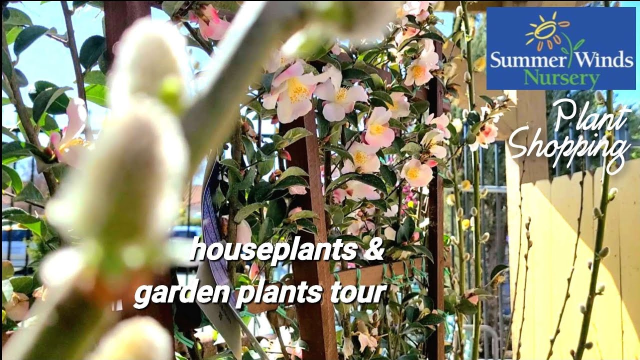 🌿🛒You should visit Summerwind Nursery in DUBLIN CA!