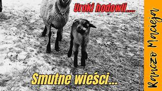 Smutne wieści z rancza... #528 [4K]