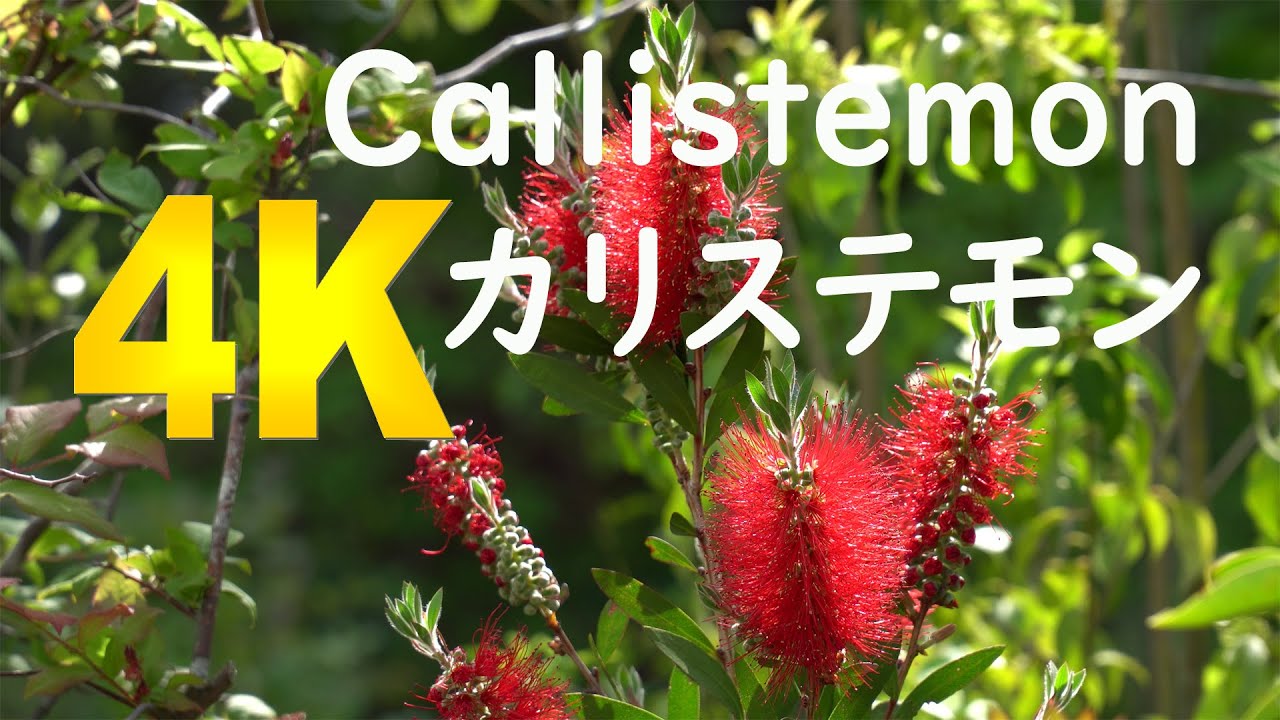 カリステモン販売 秋元園芸