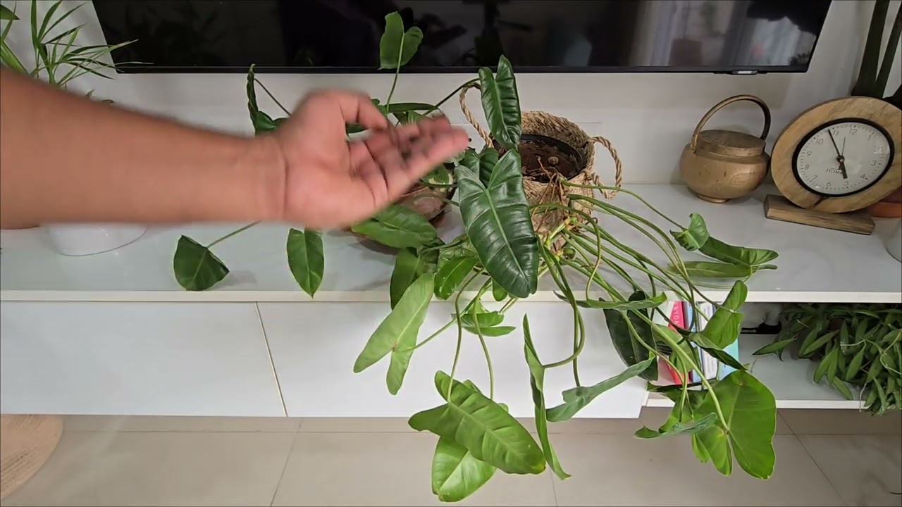 philodendron white princess vergrünt Philodendron White Princess – Foliage Dreams main image 1