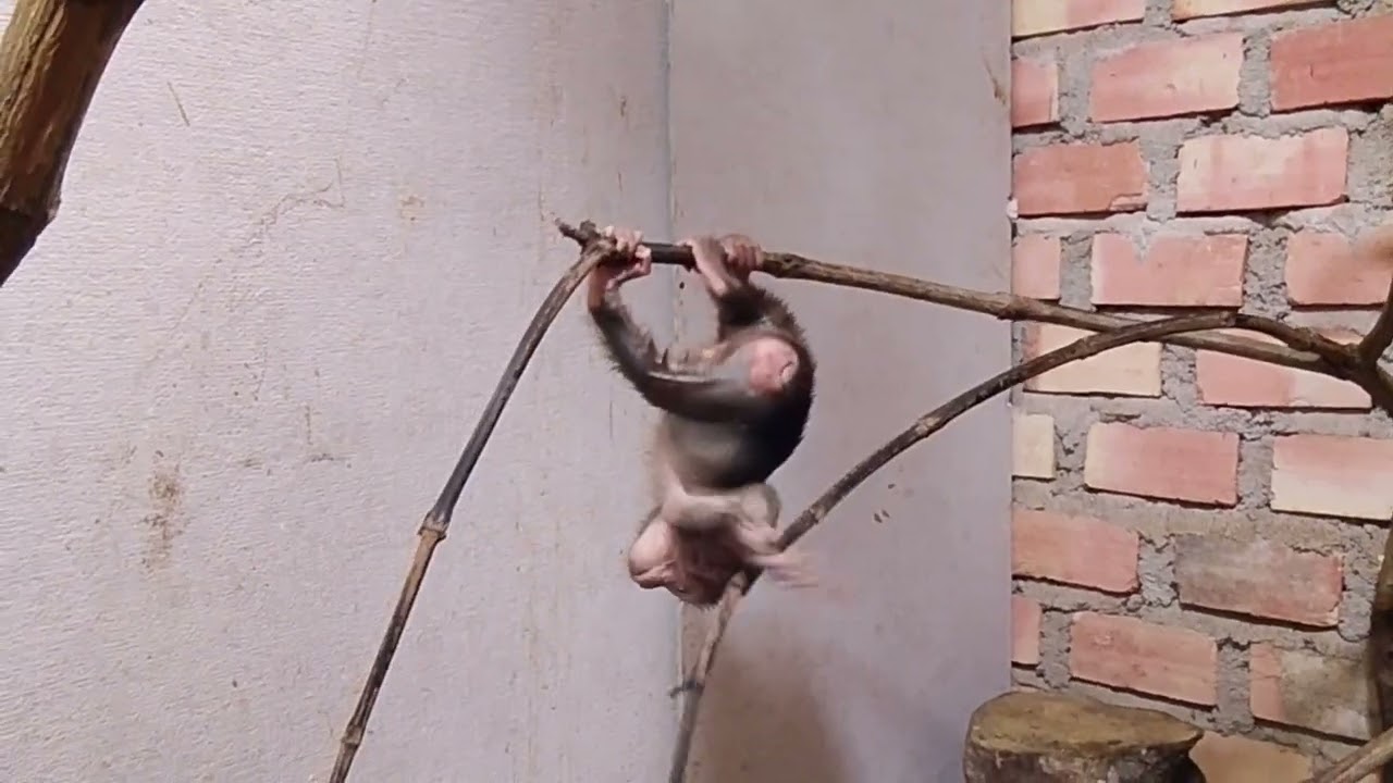 Сегодня получил сюрприз от Барона..🥰🥰🥰🥰