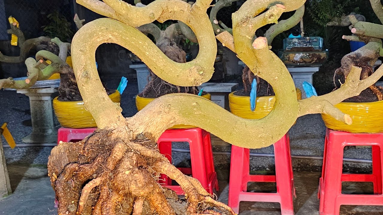 TÙNG MAI VÀNG 033 932 8187 ĐANG phát Trực Tiếp kính mời 4 _3