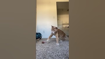 CanCan from CatCat #cats #funnycats #funnyshorts #funnyanimals #catmemes #memes #catsoftiktok