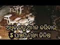 Pady straw mushrooms  farming 5 pointspala chatu chasa ra mukhya jinsa sambalpuri odisha odia