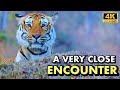 Tiger hunts a wild gaur in broad daylight  bandipur jlr safari  4k u.