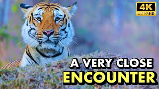 Tiger Hunts a Wild Gaur in Broad Daylight | Bandipur JLR Safari | 4K UHD