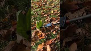 Floating Leaf 360 Camera Video Idea Shot With Insta360 X3 