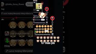 it turns into dog yes or no comment 67 likes pls #dog #cat #shorts