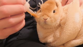 嫌いな薬に暴れるウサギを毛布で包んで飲ませるとこうなります【No.634】