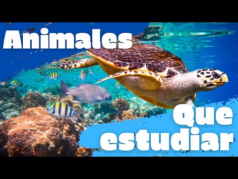 Que estudiar para trabajar con animales hqdefault