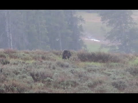 Startling Grizzly Encounter in the Backcountry - Yellowstone