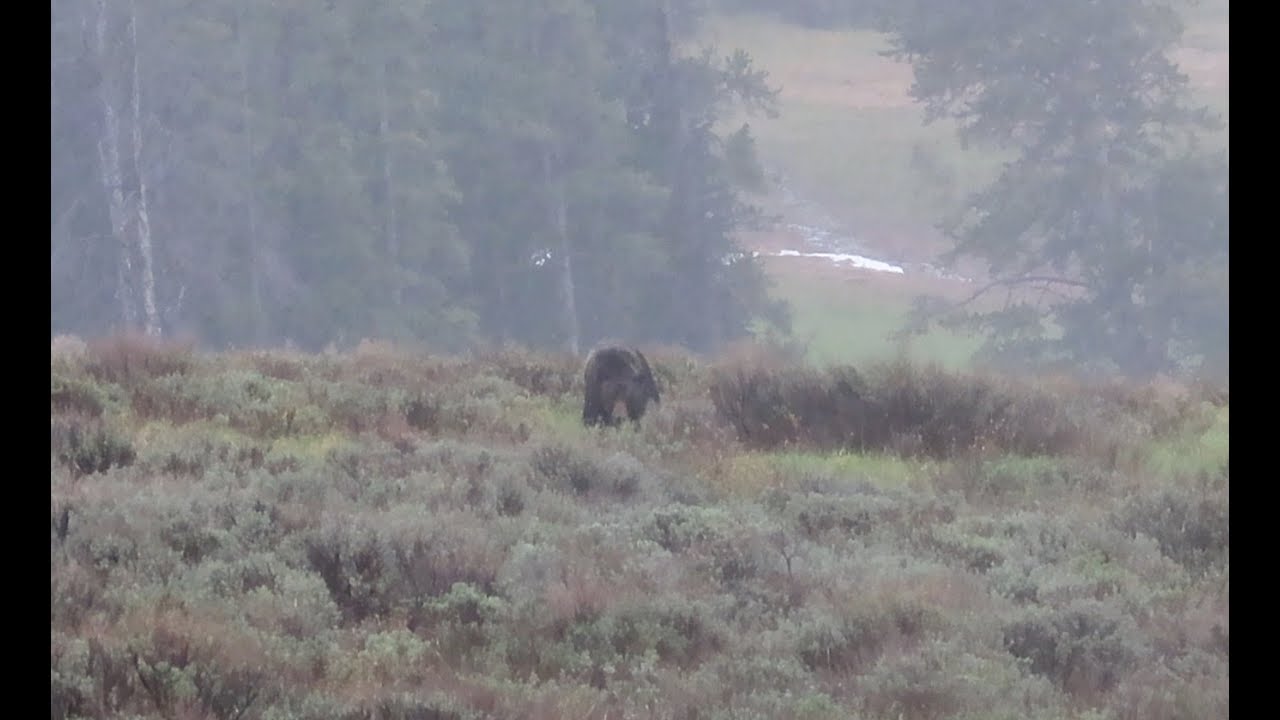 Startling Grizzly Encounter in the Backcountry - Yellowstone