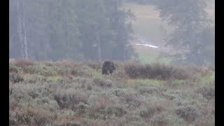 Startling Grizzly Encounter in the Backcountry  Yellowstone