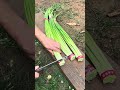 RE 221244 mini rotary tillage and ridging all-in one tree 🌲 short view