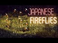 Reviving Japanese Fireflies With the Help of the Local Community