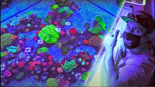 Real COLOR at the Worldwide Corals Farm
