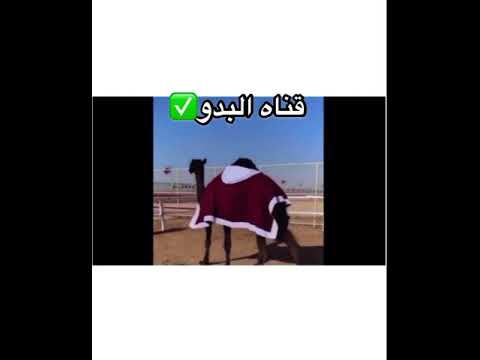 الفرديه الزعوج المغرز