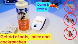 CRUSH Ants in Your Home! 💥 3 Proven Methods That WORK FAST! screenshot 5