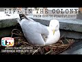 Life in the colony  the life of the herring gull  from egg to first flight