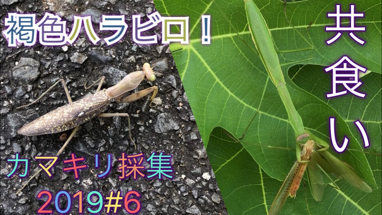 バッタ の 耳 バッタ の 耳