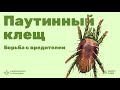 Паутинный клещ. Борьба с вредителем