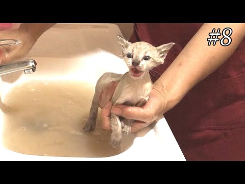 保護子猫の初めてのお風呂。外猫の過酷な汚れでお湯も茶色に・・・first-bath-for-dirty-kitten.yamato-the-cat.-#8