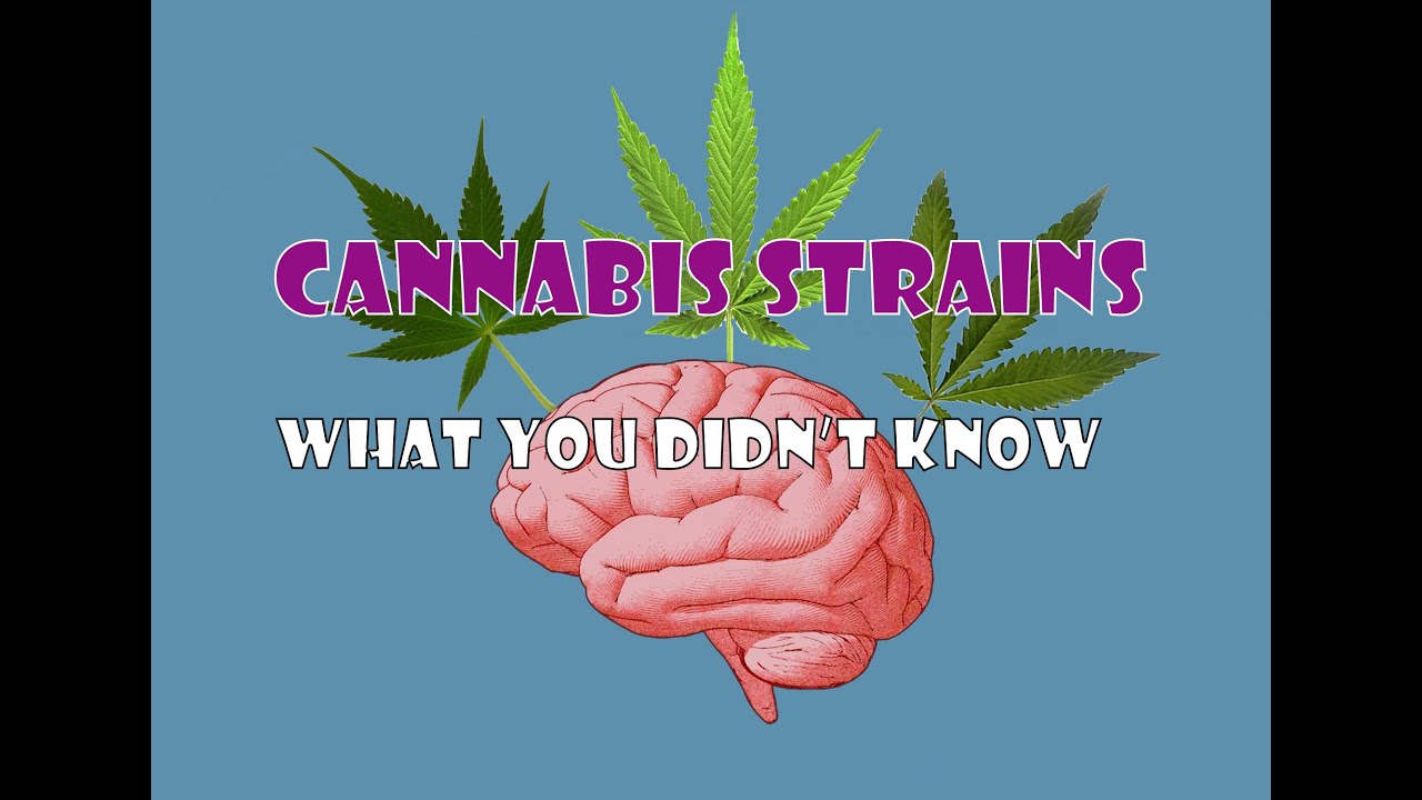 Cannabis Strains- What You Didn't Know