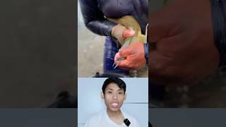 FAKTA IKAN PALING SETIA #shorts #viral