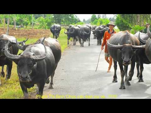 Video Thơ chế hay hài hước bá đạo nhất,Cười không nhặt được... - youtube