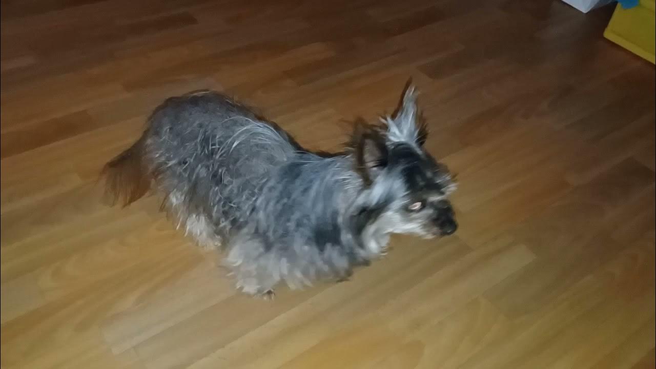 Demenz beim Hund nächtliche Unruhe ich mach die Nacht zum Tag in Memory of my dog Lenny RIP