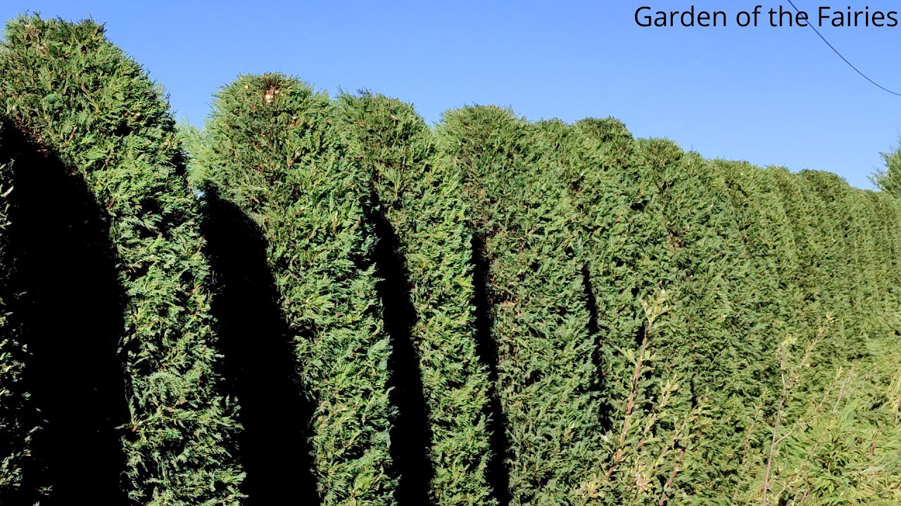 Как обрезать живую изгородь, состоящую из сотен кипарисов Лейланда?