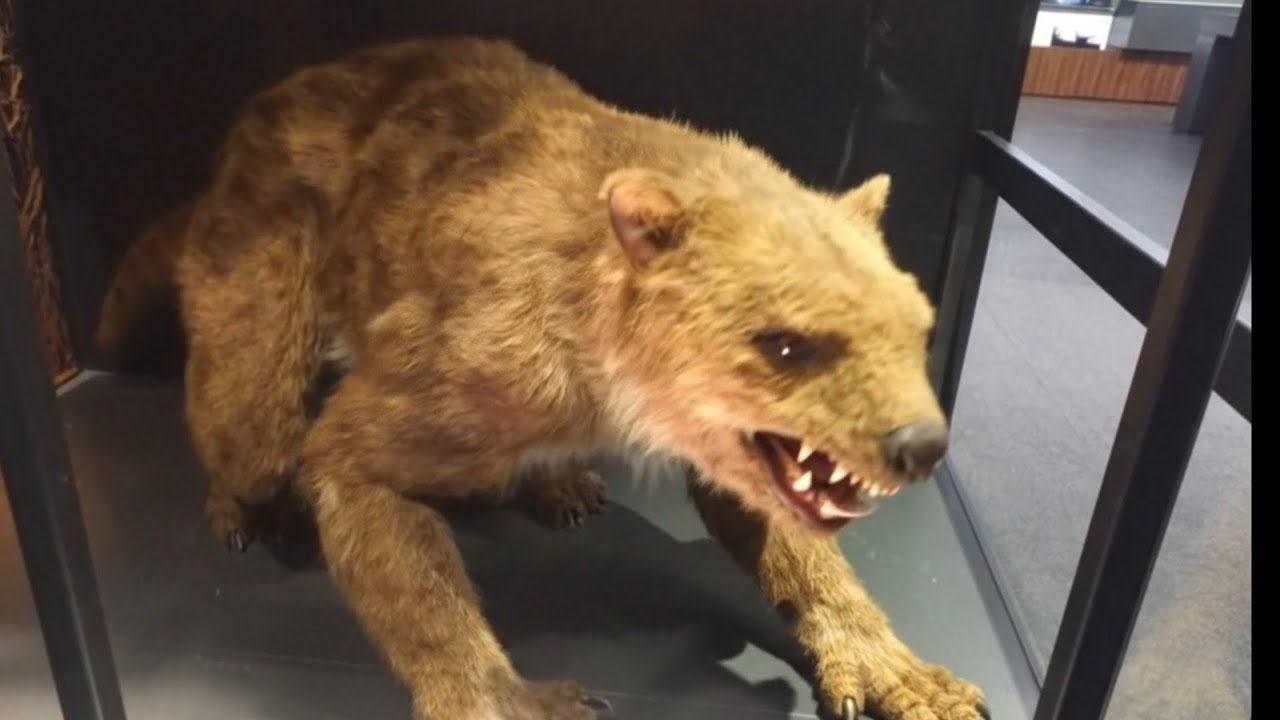 Animate Marsupial Lion Reconstruction & Lion | Machine Learning (AI) Formation Thylacoleo Carnifex
