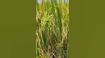 Thumbnail of #Golden grains almost ready – tall stalks and big, beautiful rice heads swaying in the wind.🌾✨