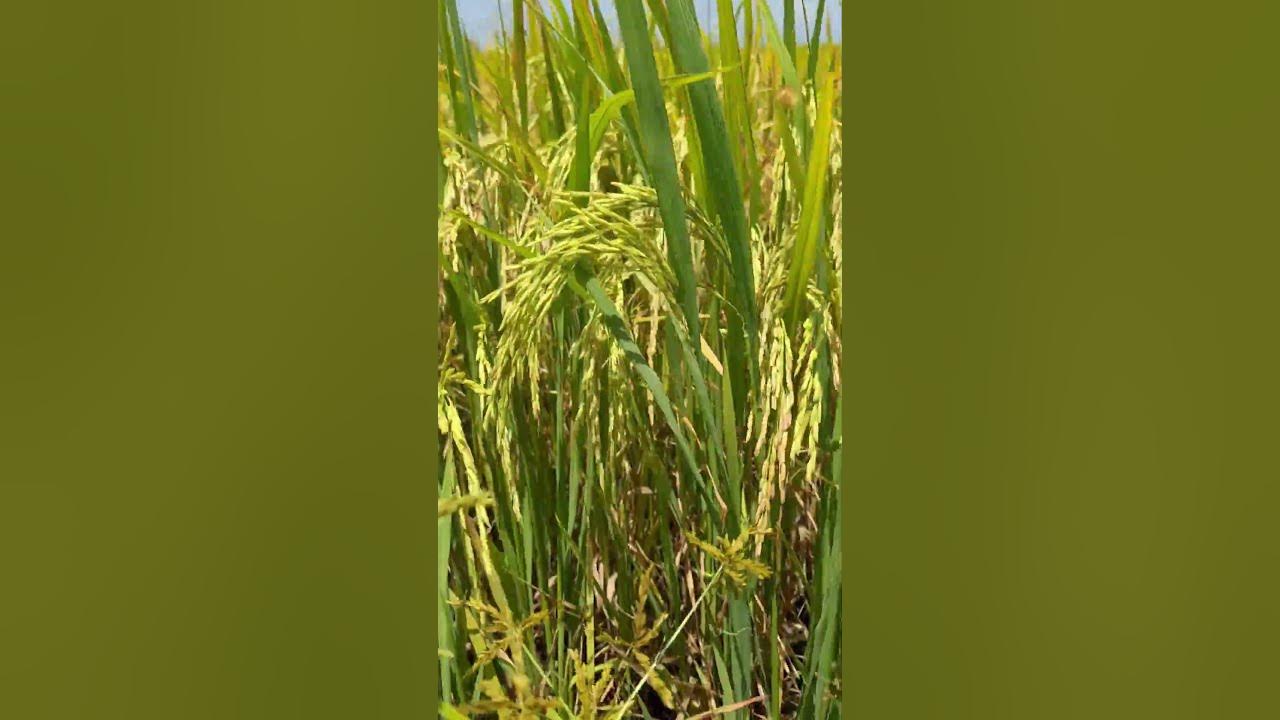 #Golden grains almost ready – tall stalks and big, beautiful rice heads swaying in the wind.🌾✨