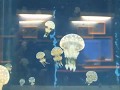 足摺海洋館のタコクラゲ の動画、YouTube動画。