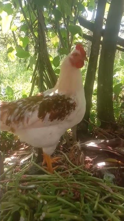 Ayam Montok😃 #shorts #ayam