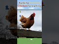 Ranking FunniestChicken Scream #top5 #funny #shorts