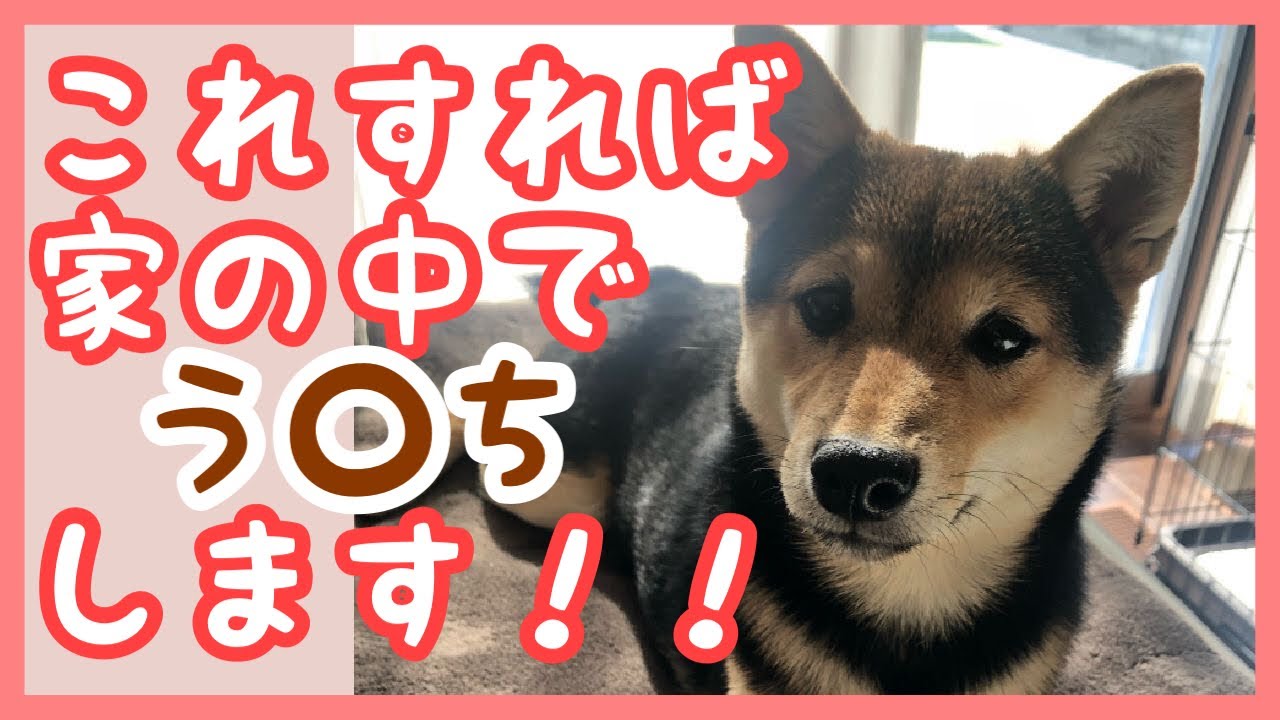 柴犬と快適な暮らし 室内でトイレトレーニングを成犬からできる方法 Maccoの柴犬 Funブログ 柴犬と快適な暮らし 室内でトイレトレーニングを成犬からできる方法 Maccoの柴犬 Funブログ