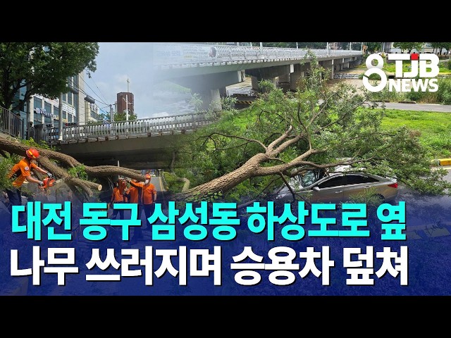 대전 동구 삼성동 하상도로 옆 나무 쓰러지며 승용차 덮쳐｜ TJB 대전·세종·충남뉴스