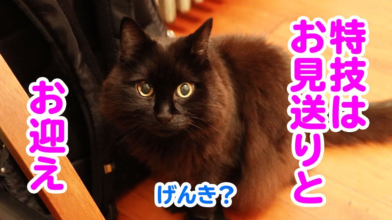 しゃべるねこ しおちゃん 유튜브 채널 분석 보고서 Noxinfluencer しゃべるねこ しおちゃん 유튜브 채널 분석 보고서 Noxinfluencer