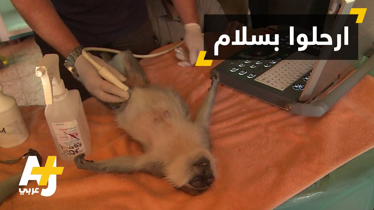 فريق "المخالب الأربعة" ينقذ حيوانات غزة