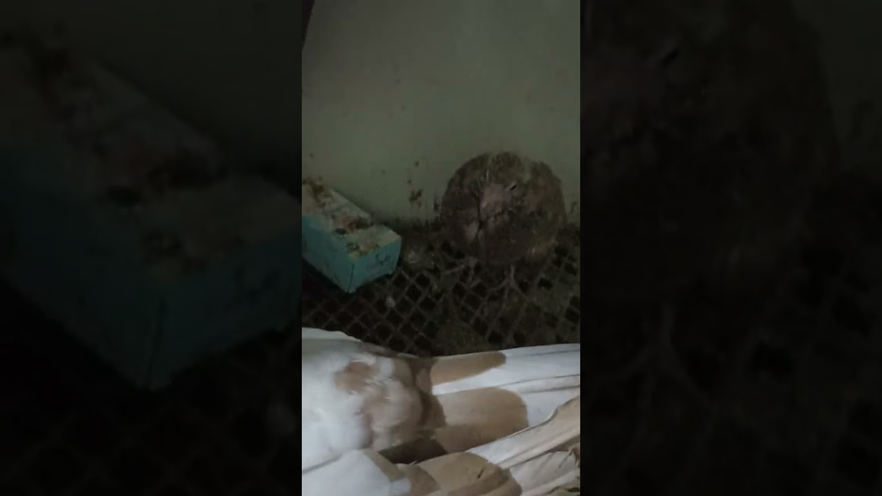 #jacobinteswargarajyam