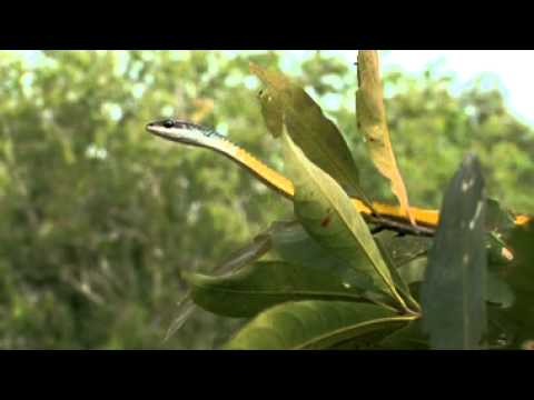 Common Tree Snake Dendrelaphis Punctulata Youtube