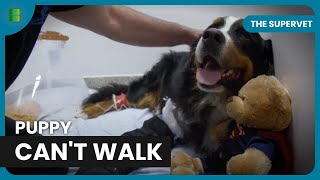 Jackawawa Puppy Fights To Stay Alive The Supervet Doentary