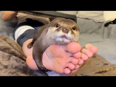 ???????????????????????????? Otter that likes its owner's feet so much it runs amok